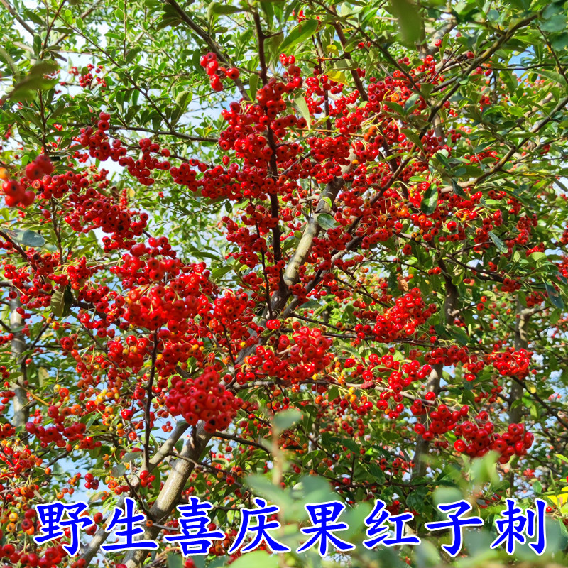 野生插花火棘赤阳子红子刺喜庆果救军粮野苹果泡酒喝室内装饰栽培
