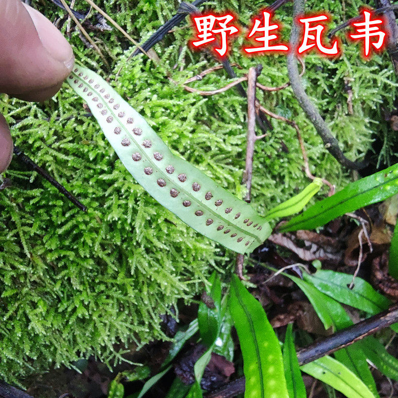 贵州深山瓦韦泡泡草小肺筋七星骨牌剑丹小叶骨牌草细骨牌草大金刀