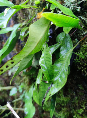 贵州野外现采新鲜黄瓦韦 金鸡韦 大石韦 七星剑 瓦韦 石茶 大瓦韦