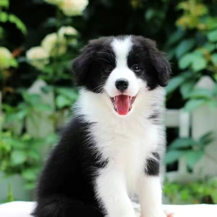 边境牧羊犬宠物狗边牧幼犬狗狗活物小狗崽混血放羊狗聪明狗狗