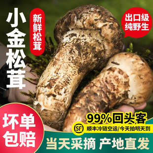 【现货】正宗阿坝州小金松茸新鲜现采纯野生送礼未开伞出口级品质
