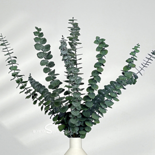 尤加利叶干花束苹果胺真花细叶北欧轻奢家居样板间软装 饰搭配花材