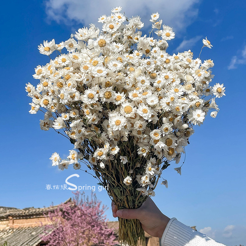 鲁丹鸟小蜡菊罗丹斯天然diy干花束 进口小清新迷你真花家居装饰