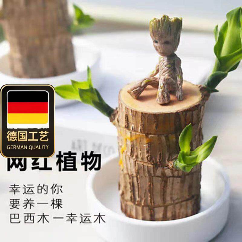 德国工艺巴西木格鲁特水
