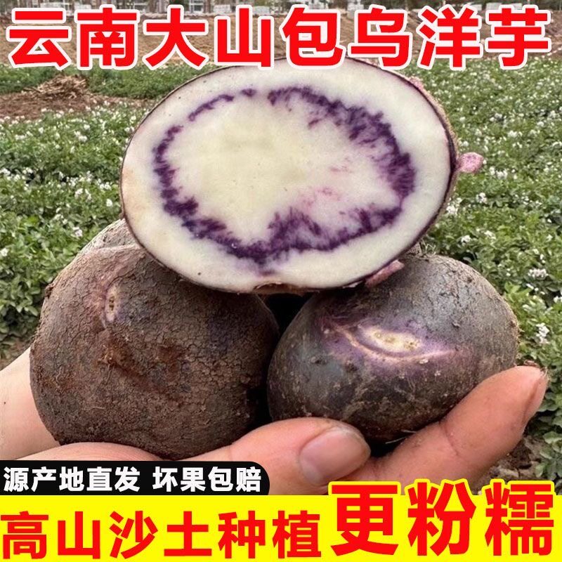 云南高原新鲜现挖紫皮土豆