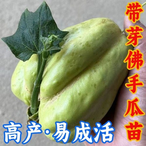 云南高产佛手瓜种苗倭瓜种