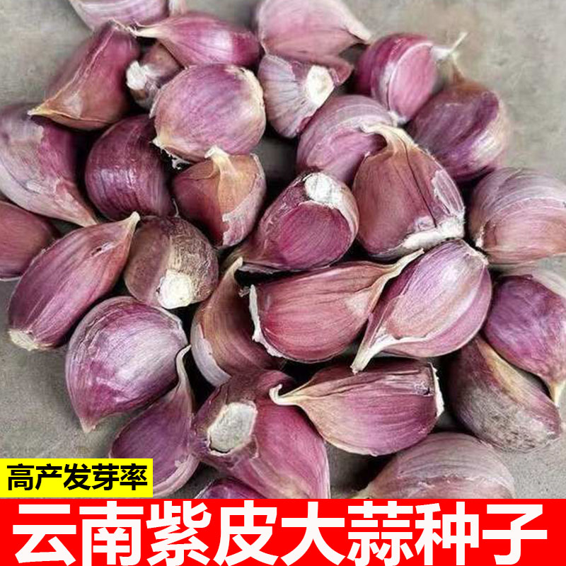 现晒新鲜紫皮干大蒜头5斤包邮云南农家蔬菜干蒜瓣红衣皮独算10斤