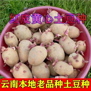 红皮黄心土豆种云南农家自留秋季土豆种早熟高产土豆种子马铃薯种