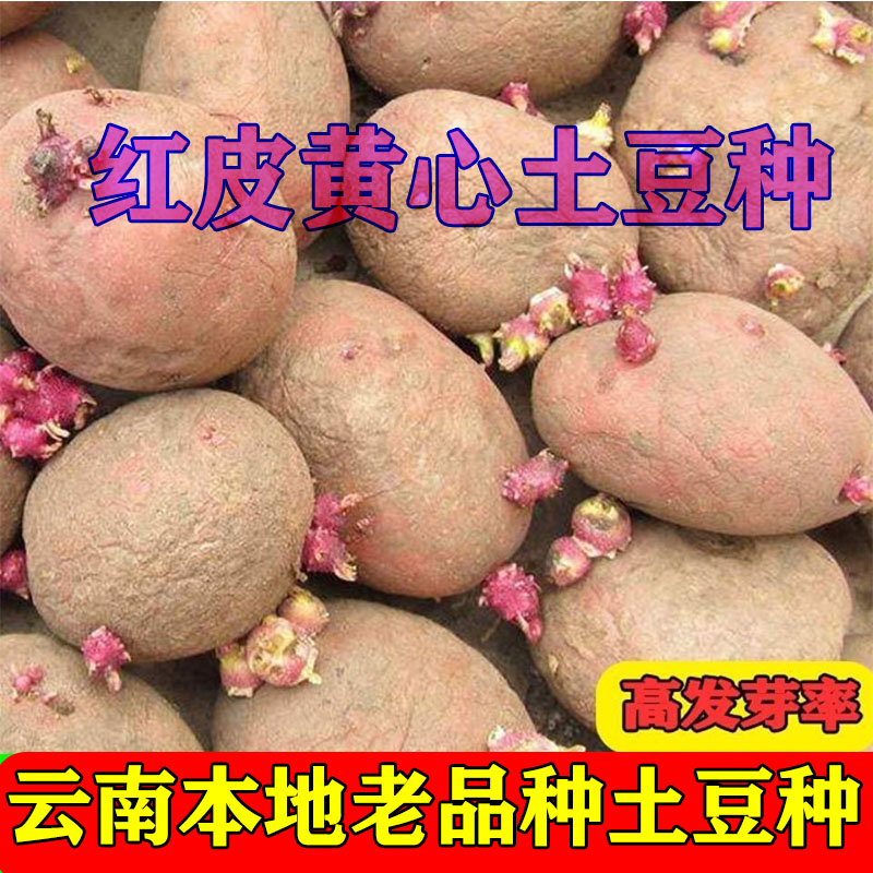 高產(chǎn)發(fā)芽紅皮黃心土豆種子云南農(nóng)家自留老品種粉糯大紅皮土豆種子