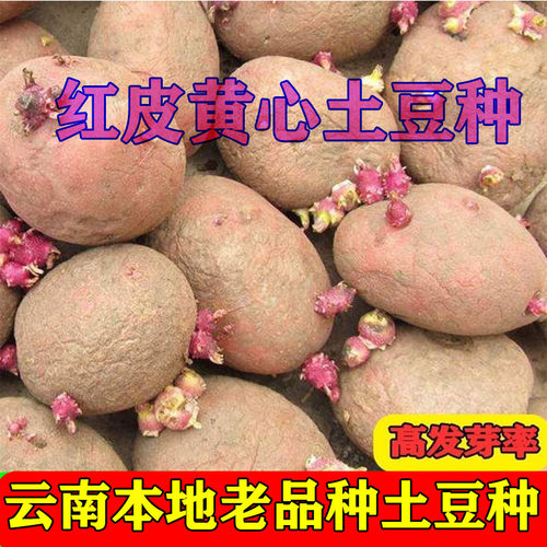 红皮黄心土豆土豆种子