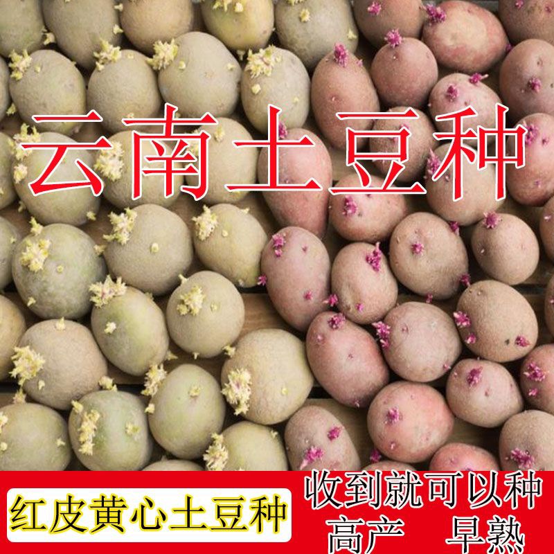 红皮黄心土豆种子云南农家高原