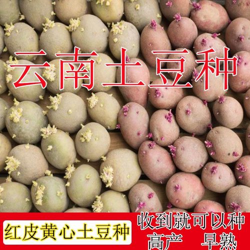红皮黄心土豆种子云南农家高原