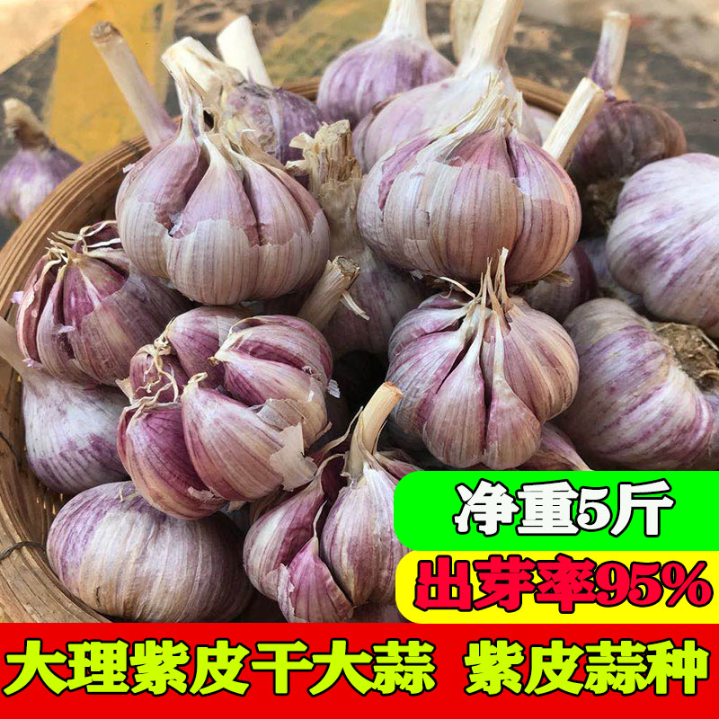 紫皮大蒜种子云南农家自留正宗老品种紫皮干蒜红皮蒜紫色香辣大蒜