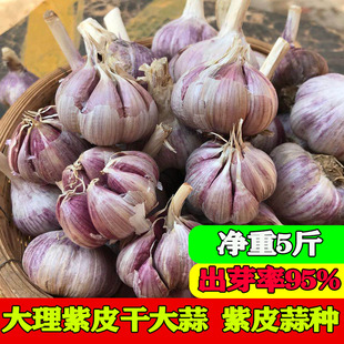 紫皮大蒜种子云南农家自留正宗老品种紫皮干蒜红皮蒜紫色香辣大蒜