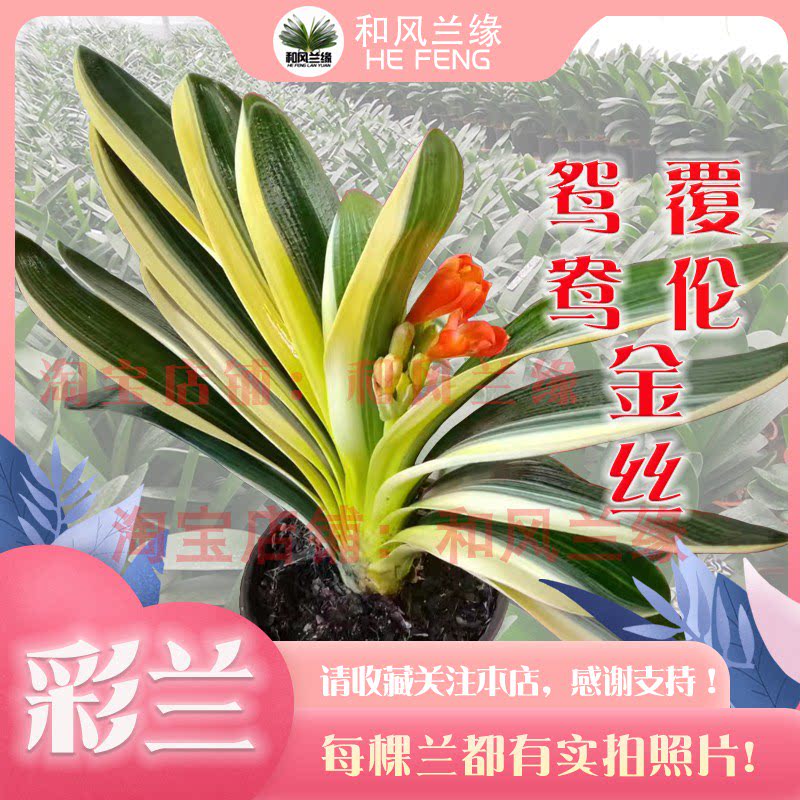 彩兰覆伦鸳鸯金丝油麻彩精品君子兰绿植花卉盆栽兰苑直销包邮