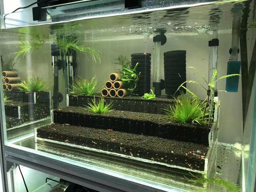 草缸梯田造景水晶虾鱼