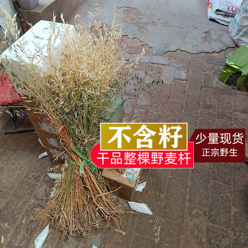 中药材干品整棵野麦子杆野麦穗野麦杆燕麦杆哨片不含籽500克包邮