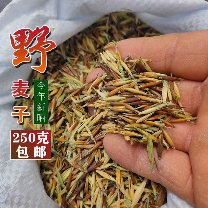 三送一2026年新货带壳野麦子野燕麦非浮小麦野小麦雀麦250克包邮