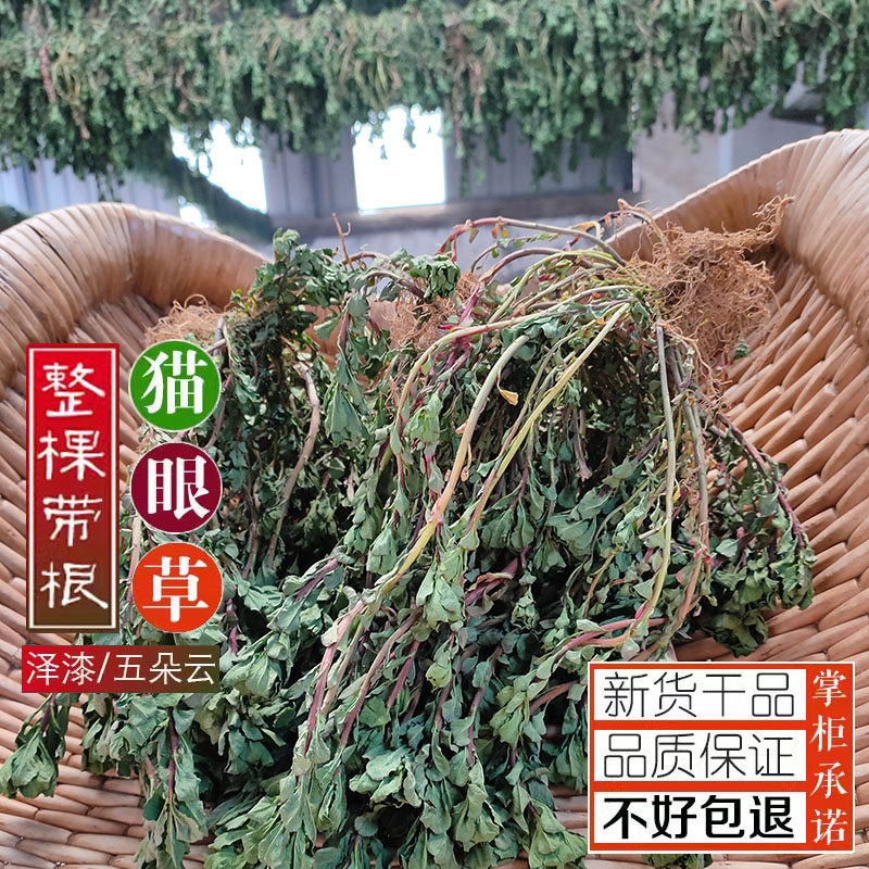 四送一丨新晒山生猫眼草正宗干泽漆五朵云新鲜猫眼草马虎眼500克,传统滋补营养品,其他药食同源食品,淘宝优惠券,粉丝福利购,淘宝优惠卷