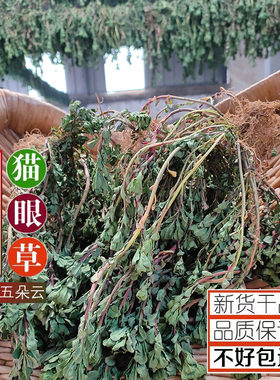山生新鲜猫眼草四送一