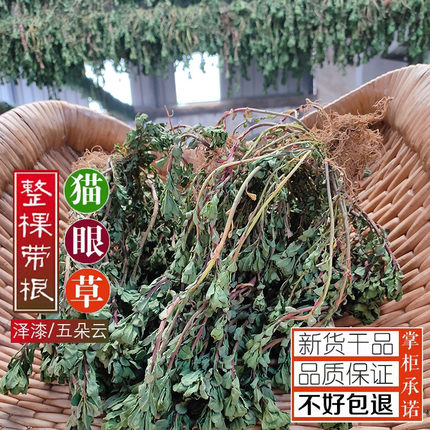 四送一丨新晒山生猫眼草正宗干泽漆五朵云新鲜猫眼草马虎眼500克
