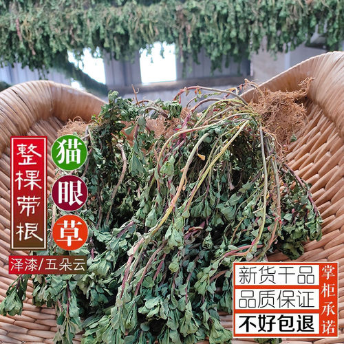 山生新鲜猫眼草四送一