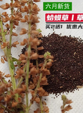 买二送一2025年6月新蛤蟆草种子荔枝草种籽山生自采留种阳台盆栽