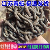 鲜活黑蚯蚓钓黄鳝青蚯蚓特大臭蚯蚓地龙活体蚯蚓野钓钓鱼鱼饵活铒