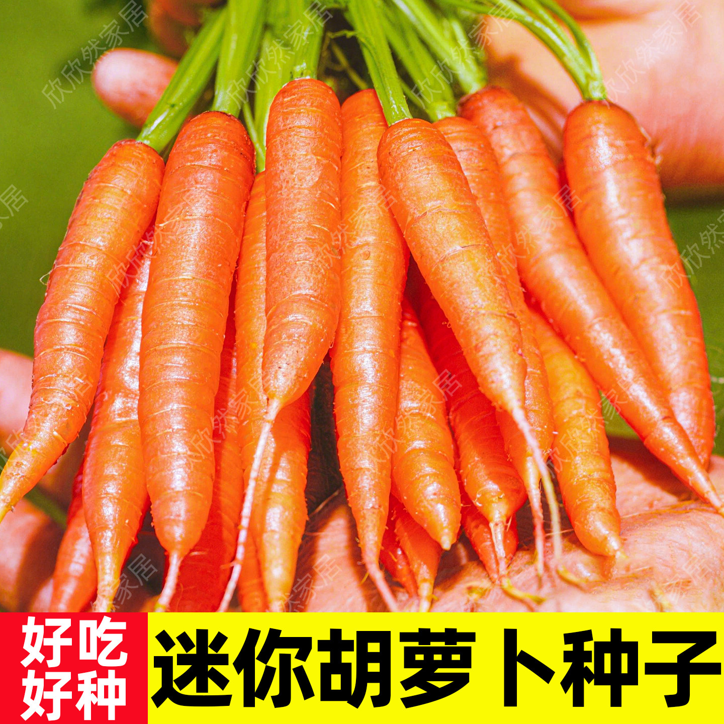 迷你水果胡萝卜种子儿童手指拇指罗卜籽种农家夏四季种阳台蔬菜籽