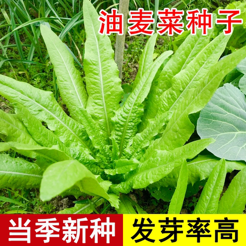 阳台盆栽四季油麦菜种子大全