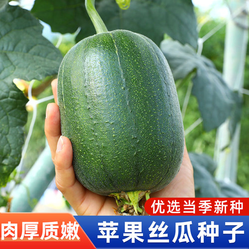 正宗苹果丝瓜种子四季高产菜籽种