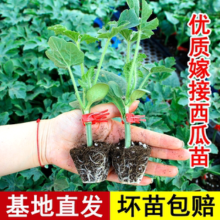西瓜苗嫁接8424美都无籽麒麟大四季 南方种植阳台盆栽瓜苗秧苗菜苗