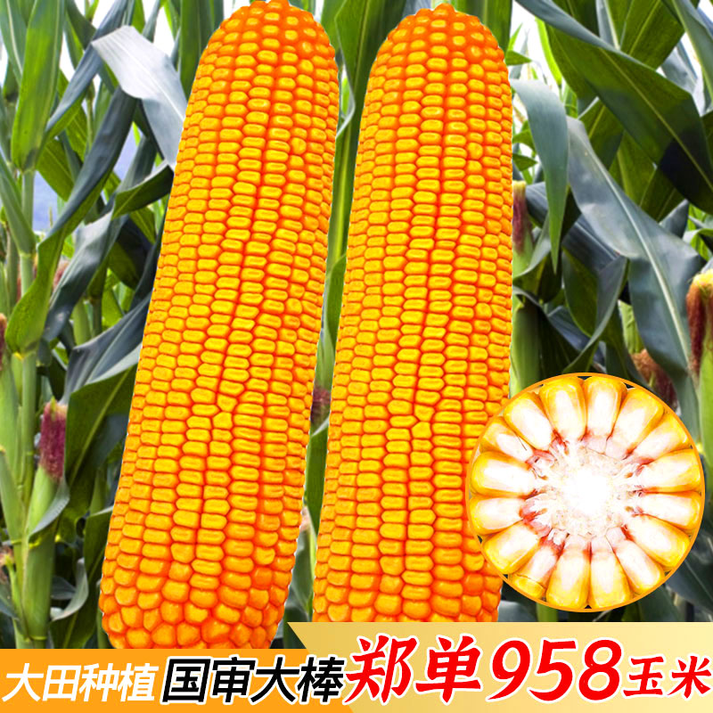 高产郑单958饲料玉米种子夏季