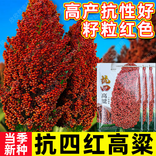 红高粱酿酒抗旱五谷杂粮四季种子