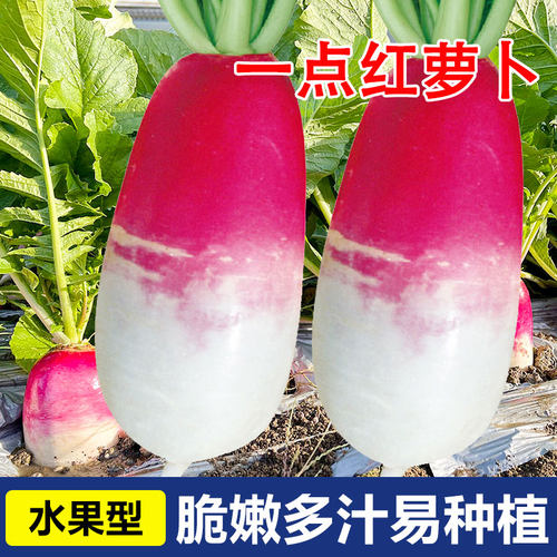一点红萝卜种子四季蔬菜种籽