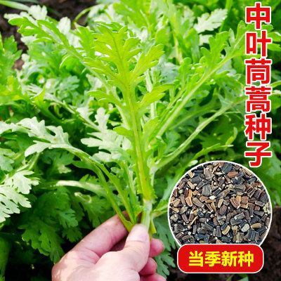 皇帝菜种子中叶茼蒿种籽四季盆栽