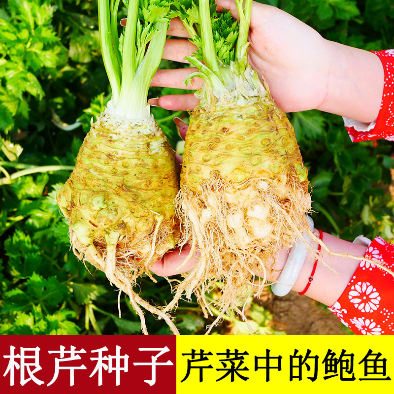 根芹种子苗阳台芹菜四季栽培
