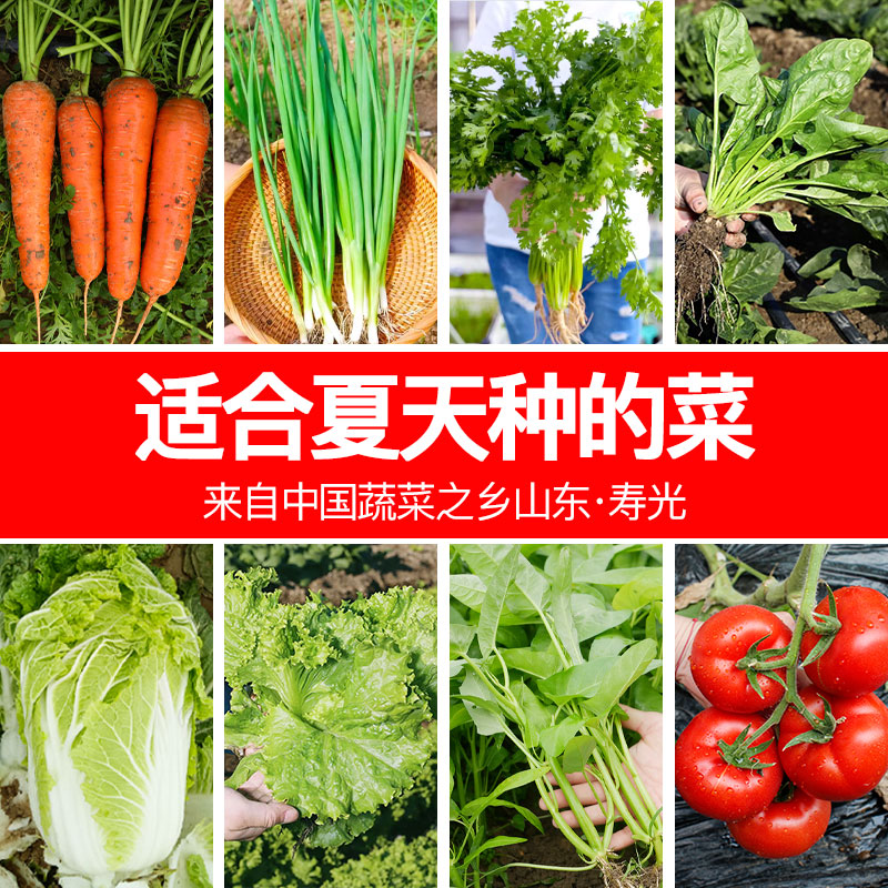 夏季耐热蔬菜种子农家种籽图片