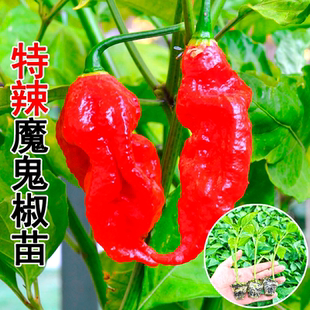 印度魔鬼椒种子苗特辣龙息辣椒种籽孑四季菜苗海南蔬菜黄灯笼秧苗