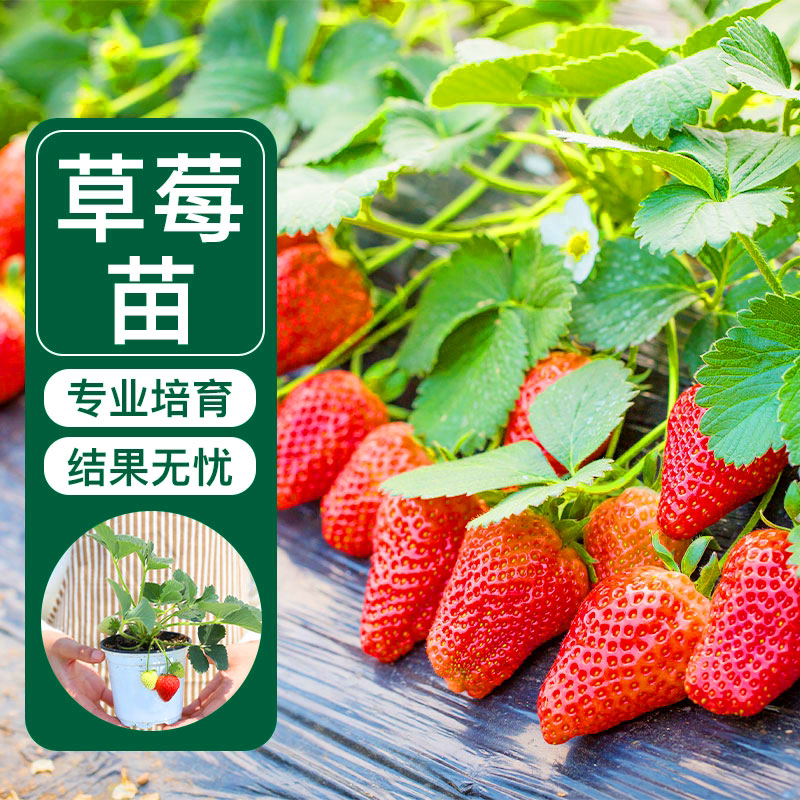 盆栽奶油草莓苗红颜章姬带盆带土图片
