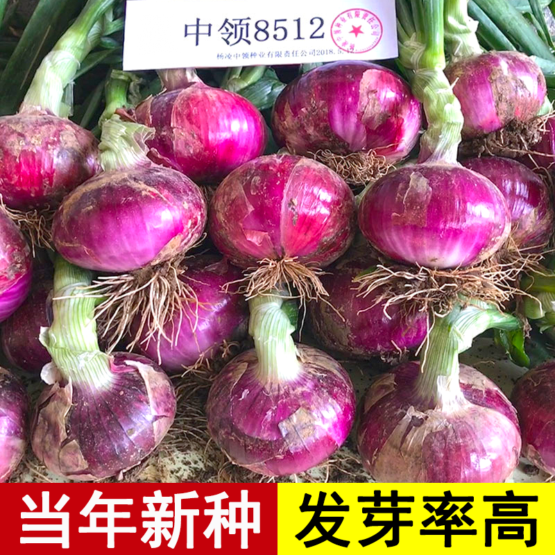 红皮洋葱种子特大圆葱种籽四季