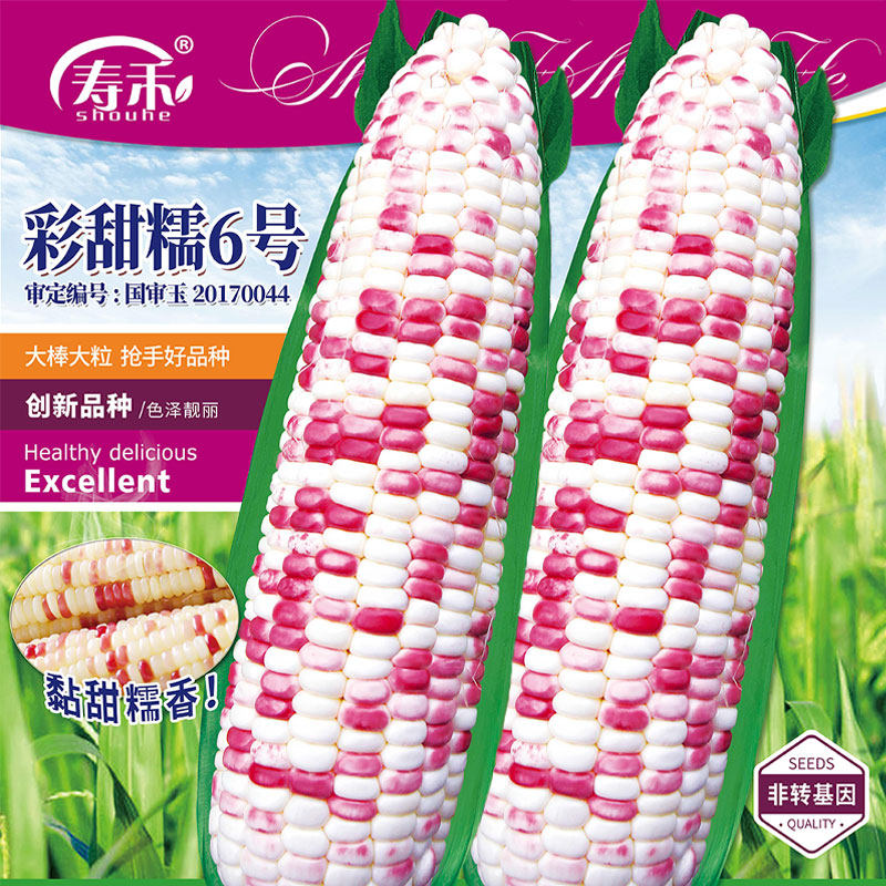 彩甜糯玉米种籽孑水果种子苗彩色四季春季粘香大全秧苗高产杂交种