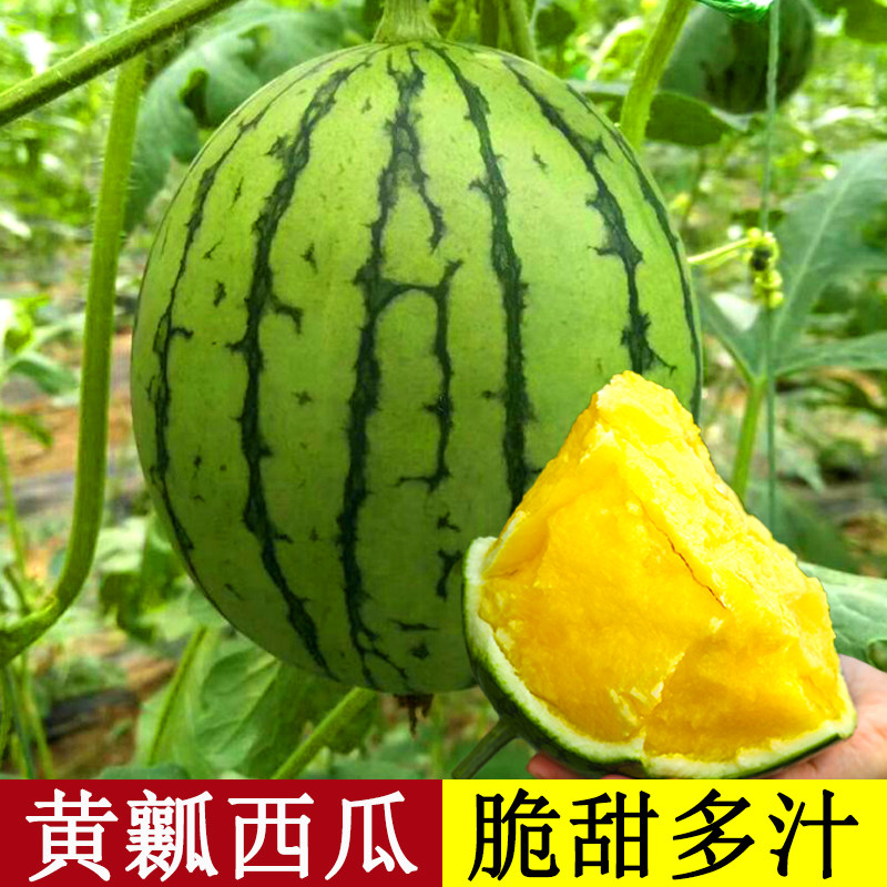 黄瓤小西瓜种子苗小凤绿皮黄心籽种四季嫁接瓜苗冰糖麒麟8424大全 - 实物图