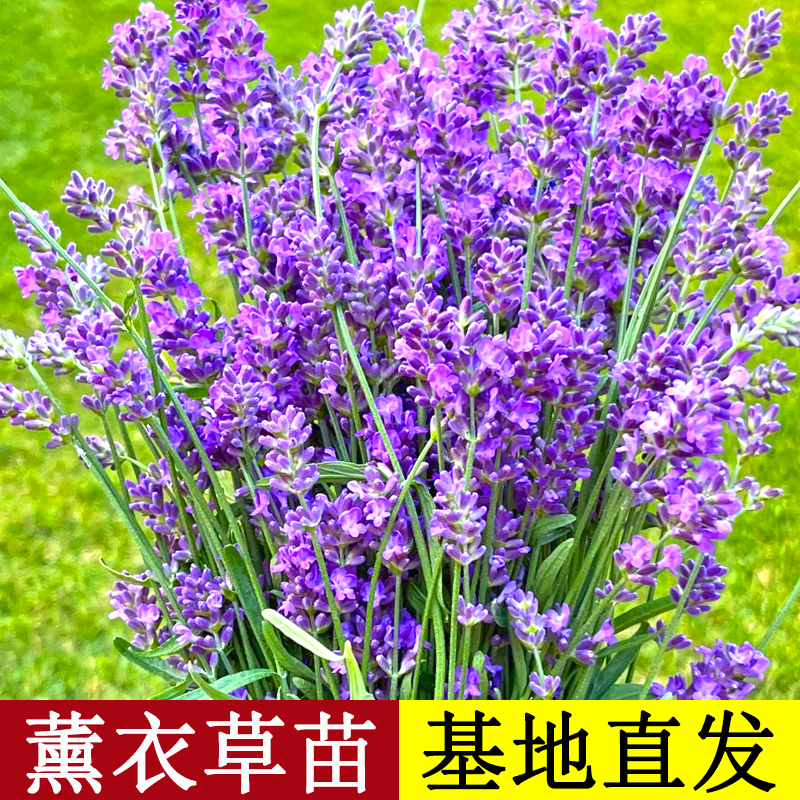 薰衣草花籽盆栽四季秧苗种子苗花苗耐热花卉植物庭院驱蚊草种籽孑