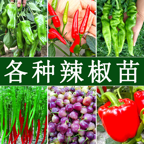 辣椒种籽苗四季螺丝椒秧苗大全