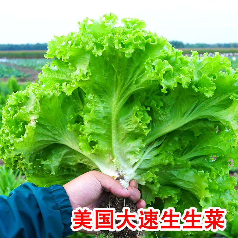 美国生菜阳台盆栽高产庭院种子苗