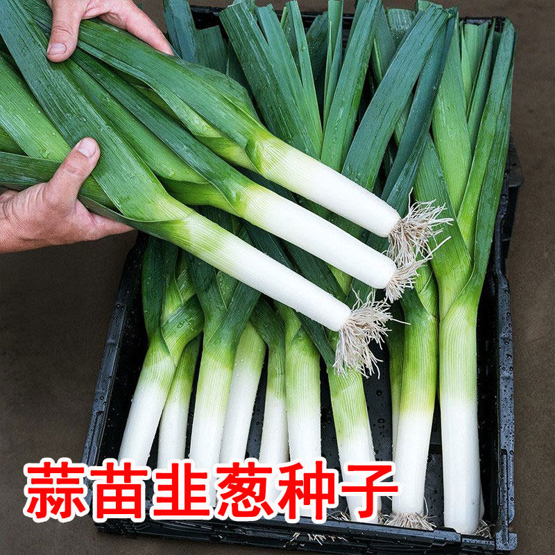 蒜苗韭葱种子种籽孑青蒜宽叶洋大蒜四季籽种高产菜籽蔬菜菜蒜种大