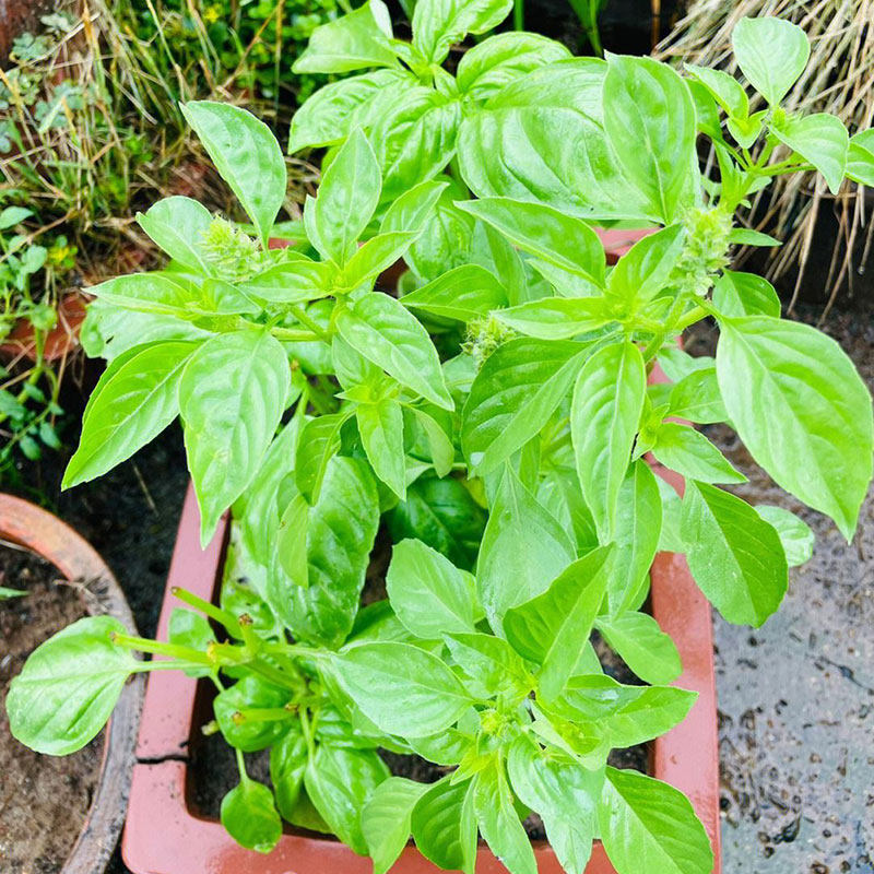 可食用罗勒苗九层塔种子种籽叶阳台四季盆栽金不换香草孑蔬菜秧苗