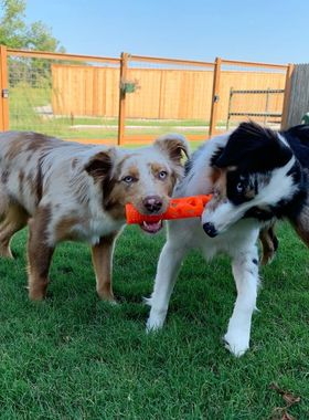 chuckit呼吸棒 漏食拔河互动 美国petmate狗玩具