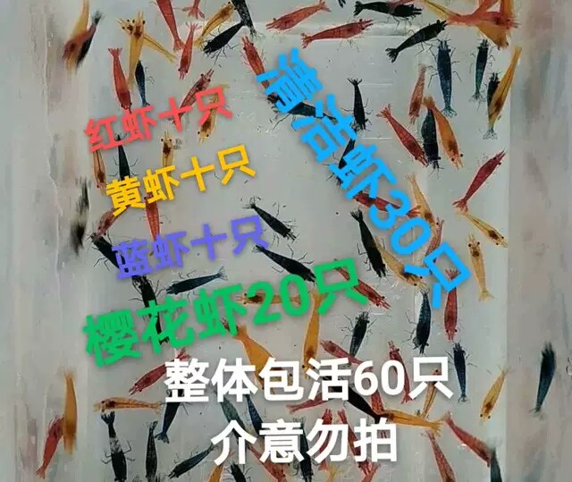 七彩观赏虾新米虾36元80只周边包邮送虾粮水草包邮除藻清洁工具虾